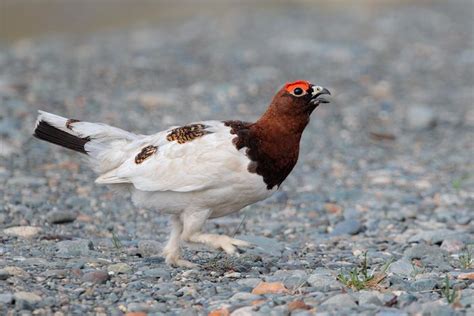 Willow Ptarmigan Alaska Willow Ptarmigan Birds 2 Vertebrates Bird