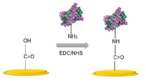 A Scheme Of Covalent Attachment Of The Biomolecules Via Edc Nhs Surface