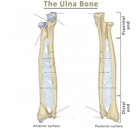 Diagram Of Ulna Bony Landmarks Quizlet