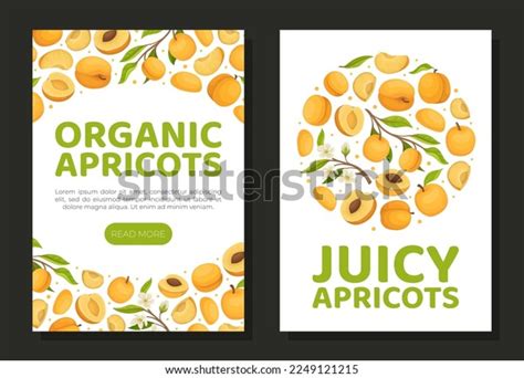 Apricot Vertical Ard Design Ripe Fruit Stock Vector Royalty Free