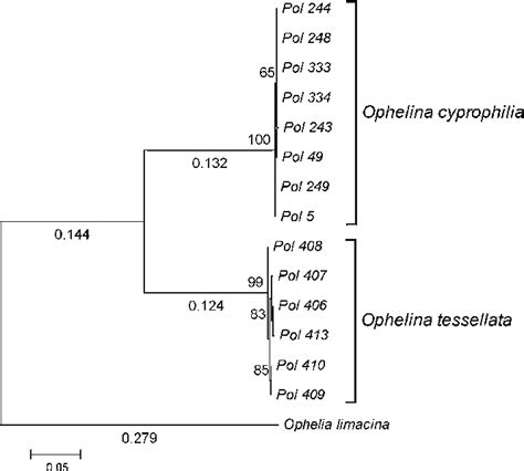 Maximum Likelihood Tree Of The Cytochrome Oxidase I Coi Dataset Drawn