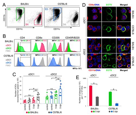 Cells Free Full Text Differential Activation Of Splenic Cdc1 And