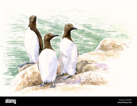 Group Of Black Guillemots Cut Out Stock Images Pictures Alamy