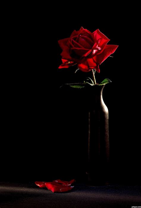 Dark Aesthetic Rose Wallpaper Hd - Largest Wallpaper Portal