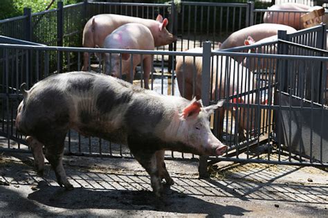 Gambar Babi Domestik Di Belakang Kandang Besi Di Sebuah Peternakan Di