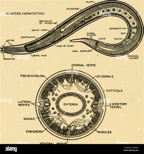 Flatworms Diagram