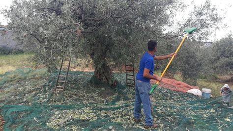 Raccolta Olive Periodo E Metodi Per Ottenere Buon Olio