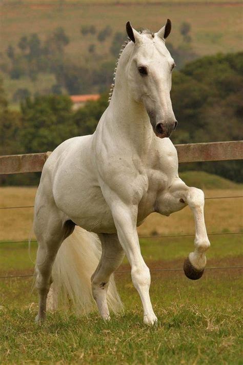 283 Best images about Horse pose reference on Pinterest | Reining ...