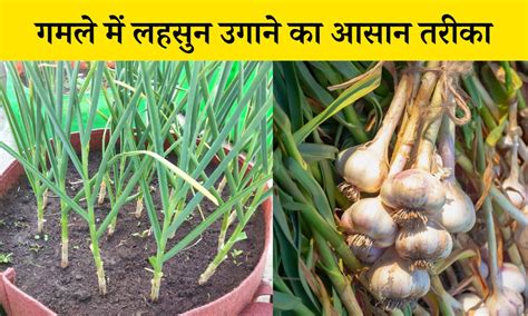 घर पर गमले में लहसुन कैसे उगाए जानें सबसे आसान तरीका How To Grow