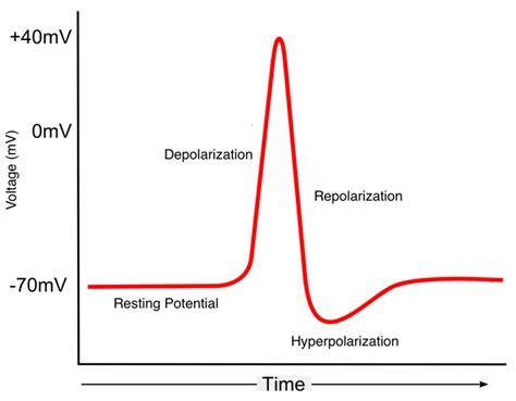 Action Potential Labelled Diagram