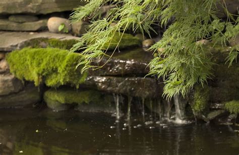 Who says meetings have to be inside? Check these virtual backgrounds! - Nature Sacred