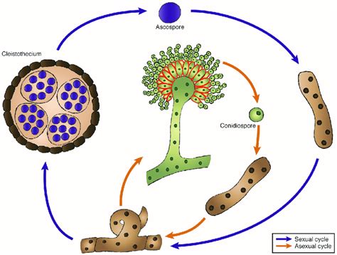 Aspergillus Fumigatus Life Cycle