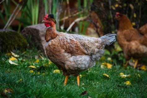 Turken Naked Neck Chicken Breed Info Where To Buy Chicken