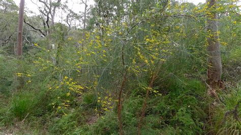 Golden Spray Viminaria Juncea Viminaria Juncea Lady Carr Flickr