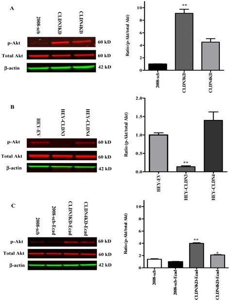 A Knockdown Of Cldn3 And Cldn4 In 2008 Cells Increased Akt