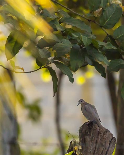 White winged Dove from Paraíso Tab México on January 8 2023 at 09