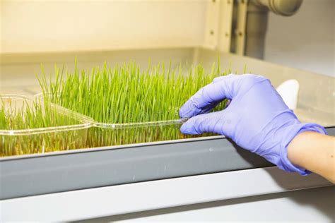 El Proceso De Cultivo De Alimentos Sanos Con Microgriina Imagen De