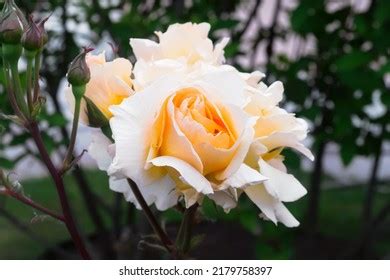 White Rose Garden Stock Photo 2179758397 | Shutterstock