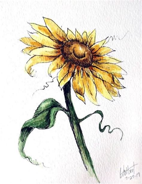 Original Artwork Of A Sunflower Rendered In Pen Ink And Watercolor It Is Titled “looking Up