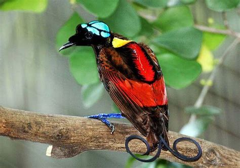 Birds of Paradise: Species and Characteristics - My Animals