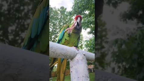 CUTE MACAW LOVING PET BIRD – HousePetsCare.com