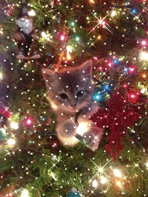 These 20 Cats In Christmas Trees Will Give You Life Cat Christmas Tree