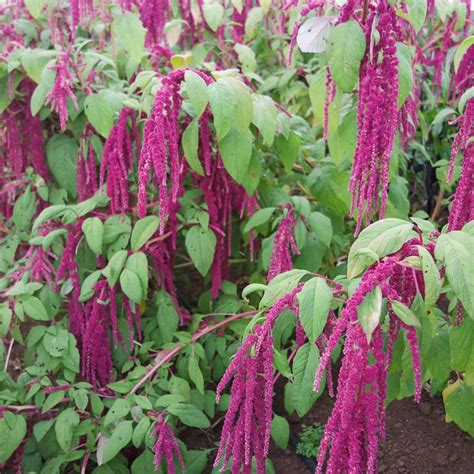 Amaranth, Love Lies Bleeding (Organic) - Adaptive Seeds