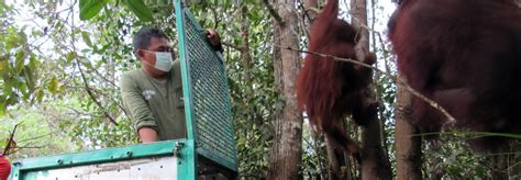 THE BOS FOUNDATION RESCUE ORANGUTAN MISSION IN KAPUAS