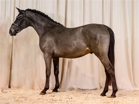 Deutsches Reitpony Hengst Jahre Cm Fuchs In Marsberg