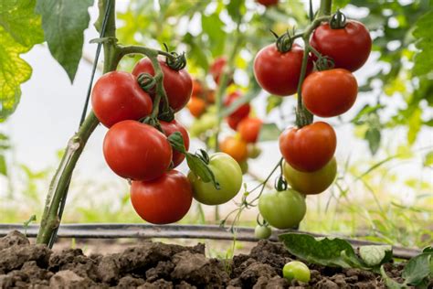 Comment Stimuler La Croissance Des Tomates Naturellement Neozone