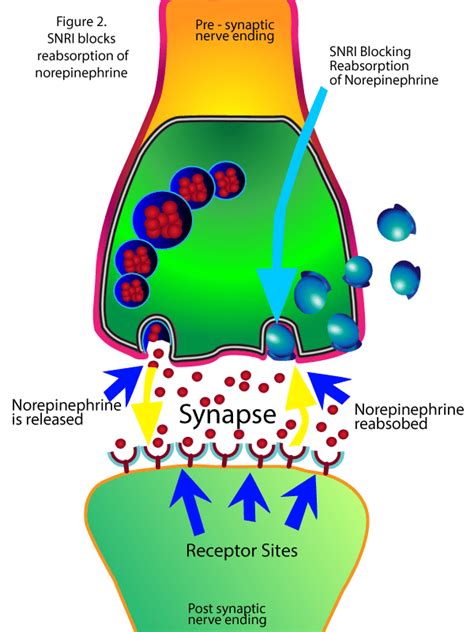 Snri Mechanism Of Action