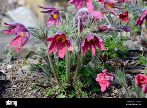 Pulsatilla vulgaris Rubra red pasque flowers flower Stock Photo - Alamy