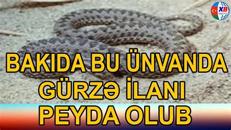 Bakıda BU ÜNVANDA peyda olan gürzə ilanı bina sakinlərini təşvişə saldı