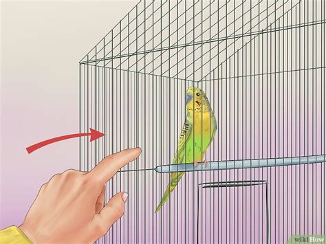 How To Get A Bird Out Of Your House Wikihow Fear Column Image Library