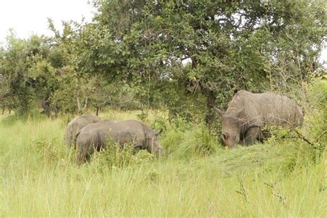 3 Day Murchison Falls National Park Adventure Safari