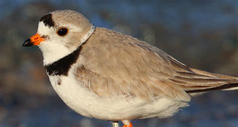 Piping Plover Habitat Protection | Superior Watershed Partnership & Land Trust