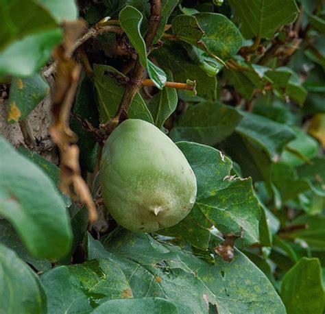 Mengenal Ciri Ficus Pumila Tanamanbonsai