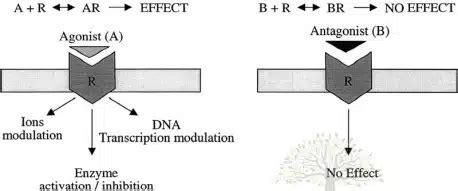 Drug Receptor Interactions Pharmacology Mentor