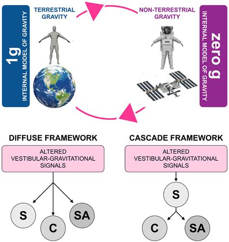 Cognition In Zero Gravity Effects Of Non Terrestrial Gravity On Human