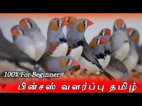 Finches Valarpu In Tamil How To Take Care Of Finches Birds Youtube