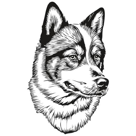 Premium Vector | Akita dog realistic pet illustration hand drawing face ...