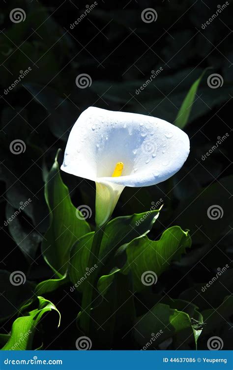 Sunlight In Calla Lily Forest Stock Image | CartoonDealer.com #76844623