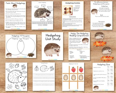 Hedgehog Unit Study Hedgehog Learning Pack Hedgehog Activity - Etsy