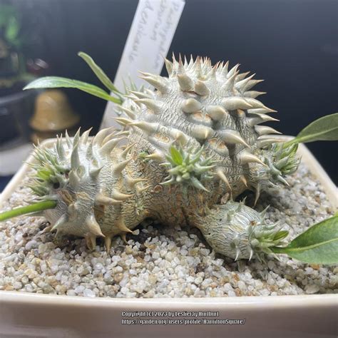 Photo Of The Entire Plant Of Pachypodiums Pachypodium Posted By