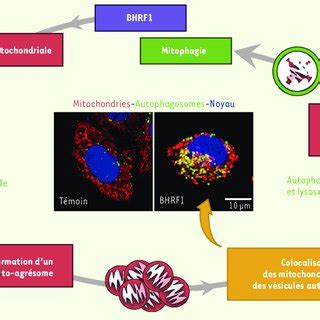 Bhrf Induit La Mitophagie La Suite De La Fission Mitochondriale