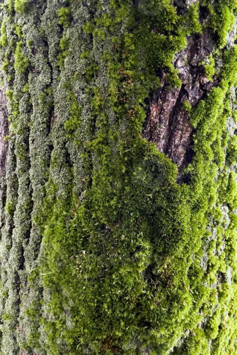 Tree Bark Covered With Moss Stock Photo At Vecteezy