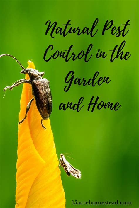 Using A Form Of Natural Pest Control On The Homestead Means Getting Rid