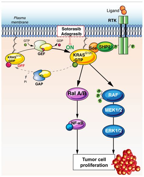 Cancers Free Full Text Kras G12c Mutations In Nsclc From Target To Resistance