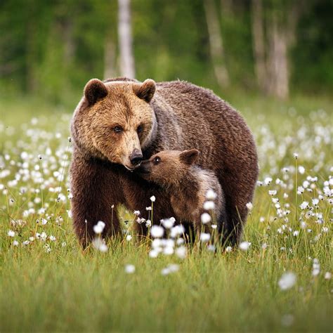 Baby Grizzly Bear Wallpaper