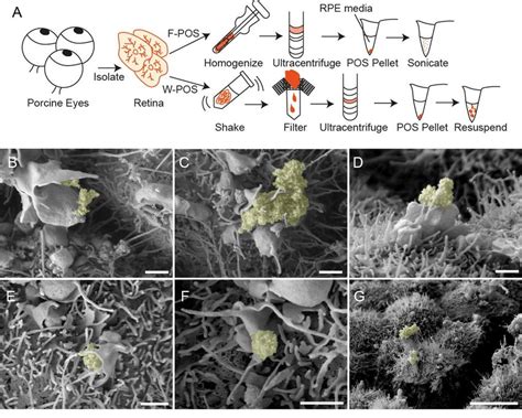 Figure S Hesc Derived Rpe Recapitulate Dynamic Pos Ensheathment In